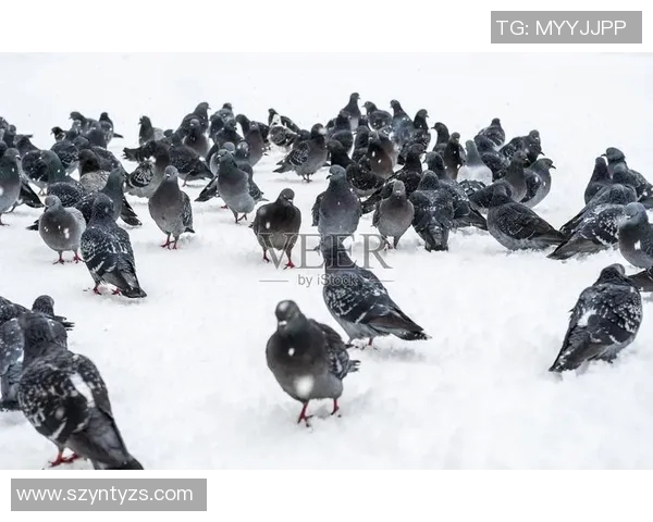 pis鸽比赛-关于Pis鸽比赛—竞技精神与创新风采的完美结合-pis鸽比赛 pis鸽比赛-关于Pis鸽比赛—竞技精神与创新风采的完美结合-pis鸽比赛